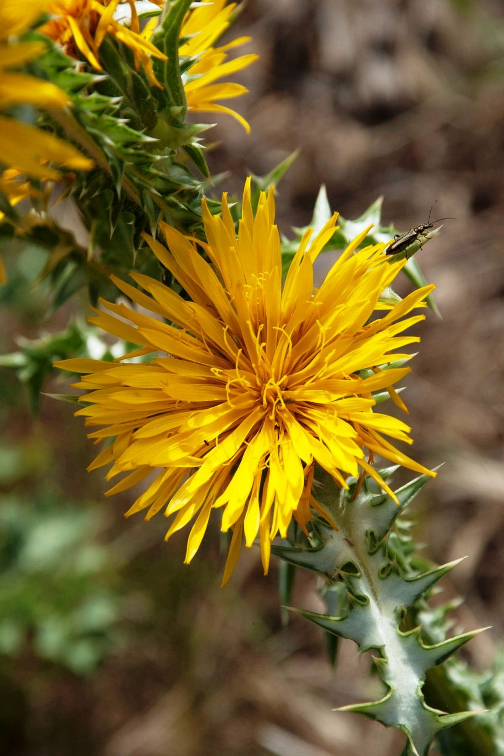 Scolymus grandiflorus / Cardogna maggiore